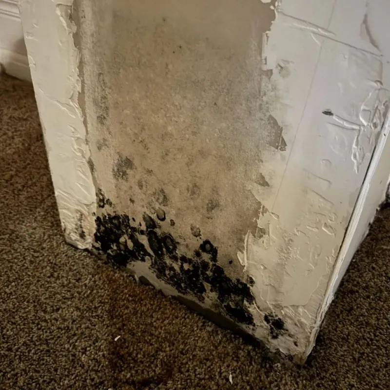 Professional Mold Removal in Ashland, OH